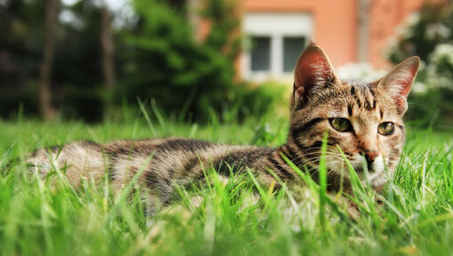 Cat eats grass outlet and vomits